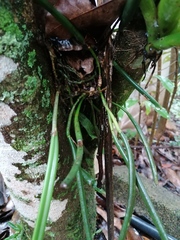 Brassavola
