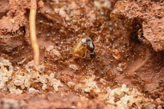 Solenopsis japonica