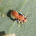 Hyalinaspis rubra - Photo (c) Martin Lagerwey,  זכויות יוצרים חלקיות (CC BY-NC-SA)