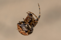 Parasteatoda tabulata
