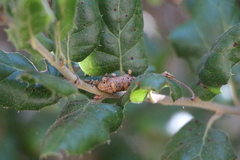 Callirhytis congregata