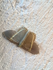 Phrygionis privignaria