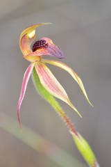 Caladenia tessellata