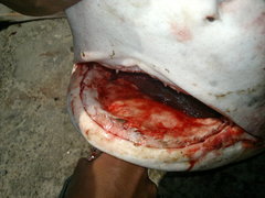 Notorynchus cepedianus