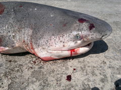 Notorynchus cepedianus