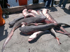 Notorynchus cepedianus