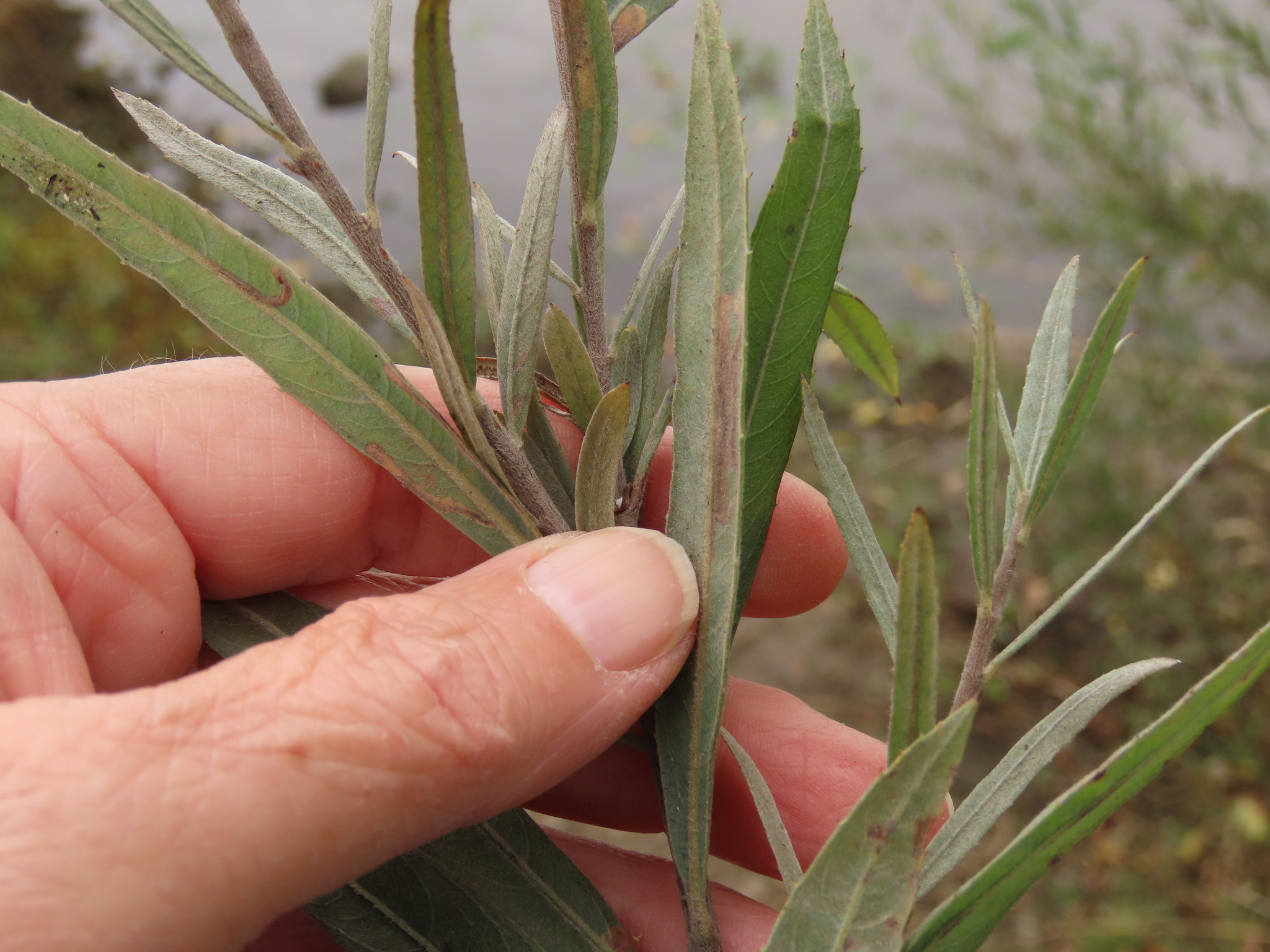 Salix columbiana