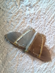 Phrygionis privignaria