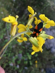 Oncopeltus varicolor