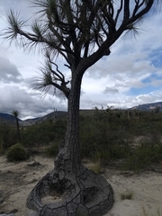 Beaucarnea