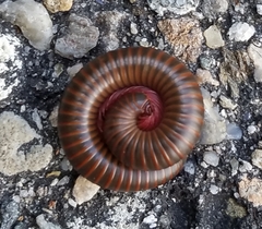 Narceus americanus