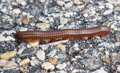 Narceus americanus