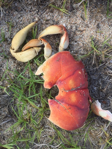 Gecarcinidae