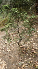 Taxus globosa