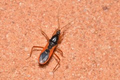 Ectomocoris truculentus
