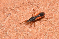 Ectomocoris truculentus