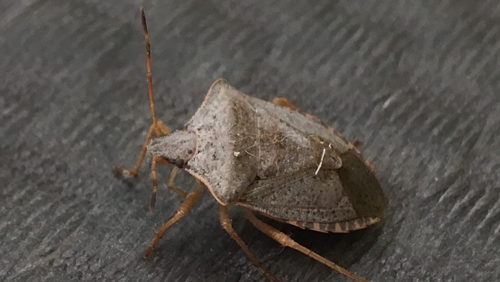 Euschistus inflatus