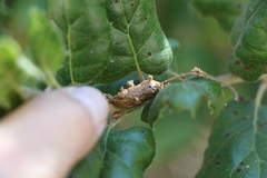 Callirhytis congregata