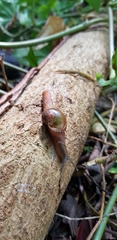 Fastosarion griseolus