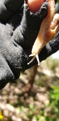 Fastosarion griseolus