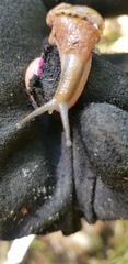 Fastosarion griseolus