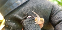 Fastosarion griseolus