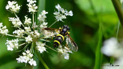 Chrysotoxum bicinctum