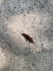 Platydracus immaculatus