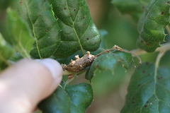Callirhytis congregata