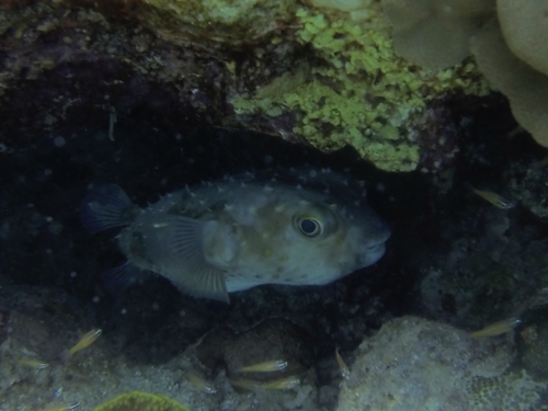 Cyclichthys spilostylus
