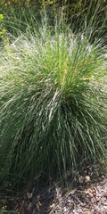 Poa cita