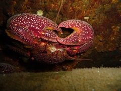Petrolisthes desmarestii