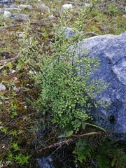 Argyrochosma formosa