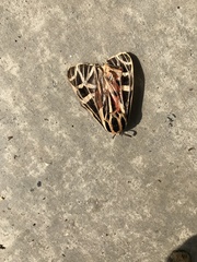 Apantesis parthenice