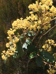 Pomaderris intermedia