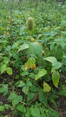 Anemone cylindrica