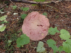 Suillus ochraceoroseus