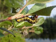 Acronicta radcliffei