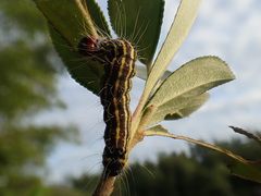 Acronicta radcliffei