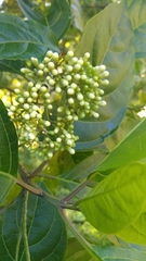 Premna
