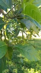Premna