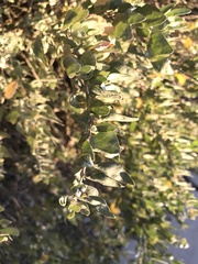 Acacia podalyriifolia