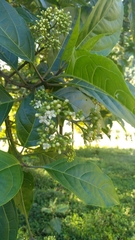 Premna