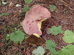 Suillus ochraceoroseus