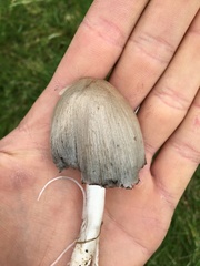 Coprinopsis atramentaria