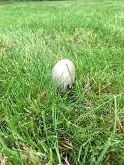 Coprinopsis atramentaria