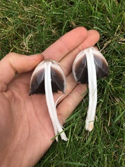 Coprinopsis atramentaria