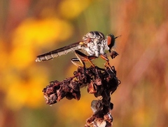 Ommatius ouachitensis