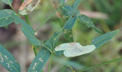 Anarsioses aberrans