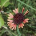 Gaillardia aestivalis aestivalis - Photo (c) Aidan Campos, some rights reserved (CC BY-NC), uploaded by Aidan Campos